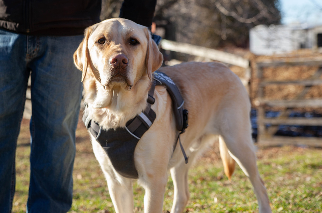 A yellow golden retriever CNIB Guide Dog.